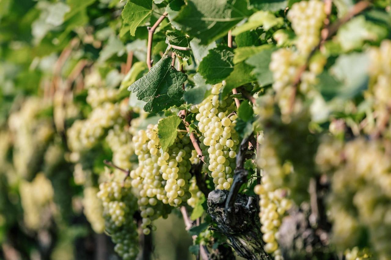 Strahlerhof Daire Appiano Sulla Strada Del Vino Dış mekan fotoğraf